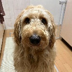 イカちゃんさん